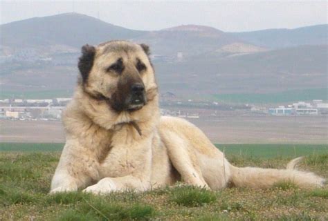 caucasian shepherd ovcharka vs pitbull almost got each other was training them to be friendly with each other and now they are